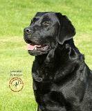 Labrador Retriever 9A69D-11